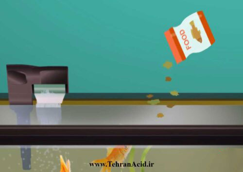 برای جلوگیری از رشد مجدد جلبک های آکواریومی باید به چه مواردی توجه کرد؟