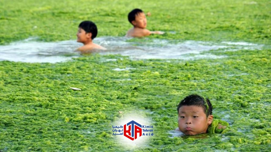 از بین بردن جلبک آکواریوم و استخر