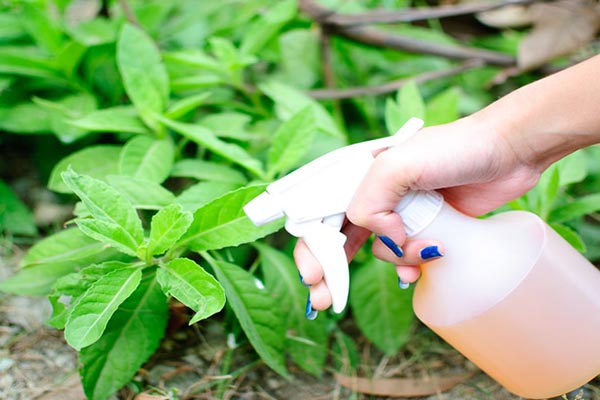 روش استفاده از اسید بوریک در گلخانه