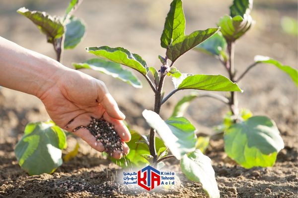 کود آهن چیست؟ برای چه گیاهانی مناسب است؟