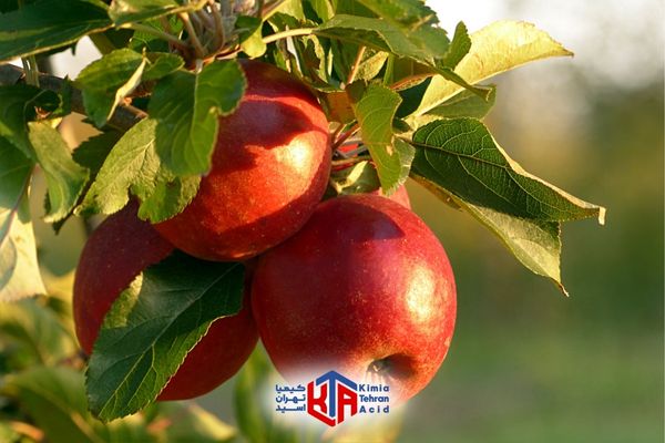 کود آهن برای چه گیاهانی مناسب است؟