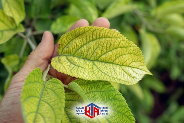 کود آهن برای چه گیاهانی مضر است؟
